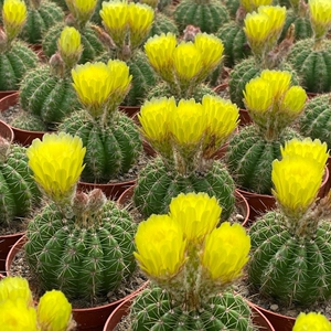 青王丸仙人球多肉植物开花实生左右旋防辐射盆栽花卉青王球