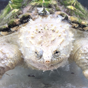 纯佛鳄龟眼睛图片