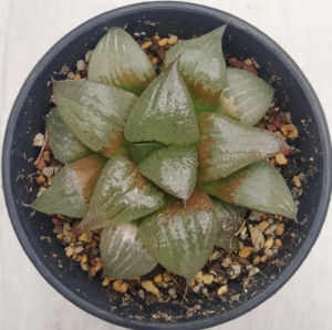 阿寒湖寿,十二卷,母本株,果冻色,无徒长贴地飞,品相如图,已