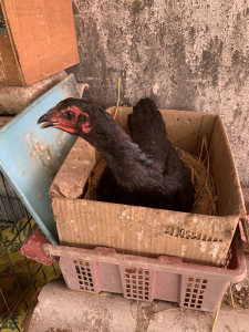 有纯种斗鸡苗,小鸡30一个公母都有,地址廉江市青平镇