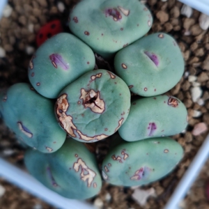 sub小红嘴,鸽子蛋,预约明年春天小苗,前提是我能带大.明年