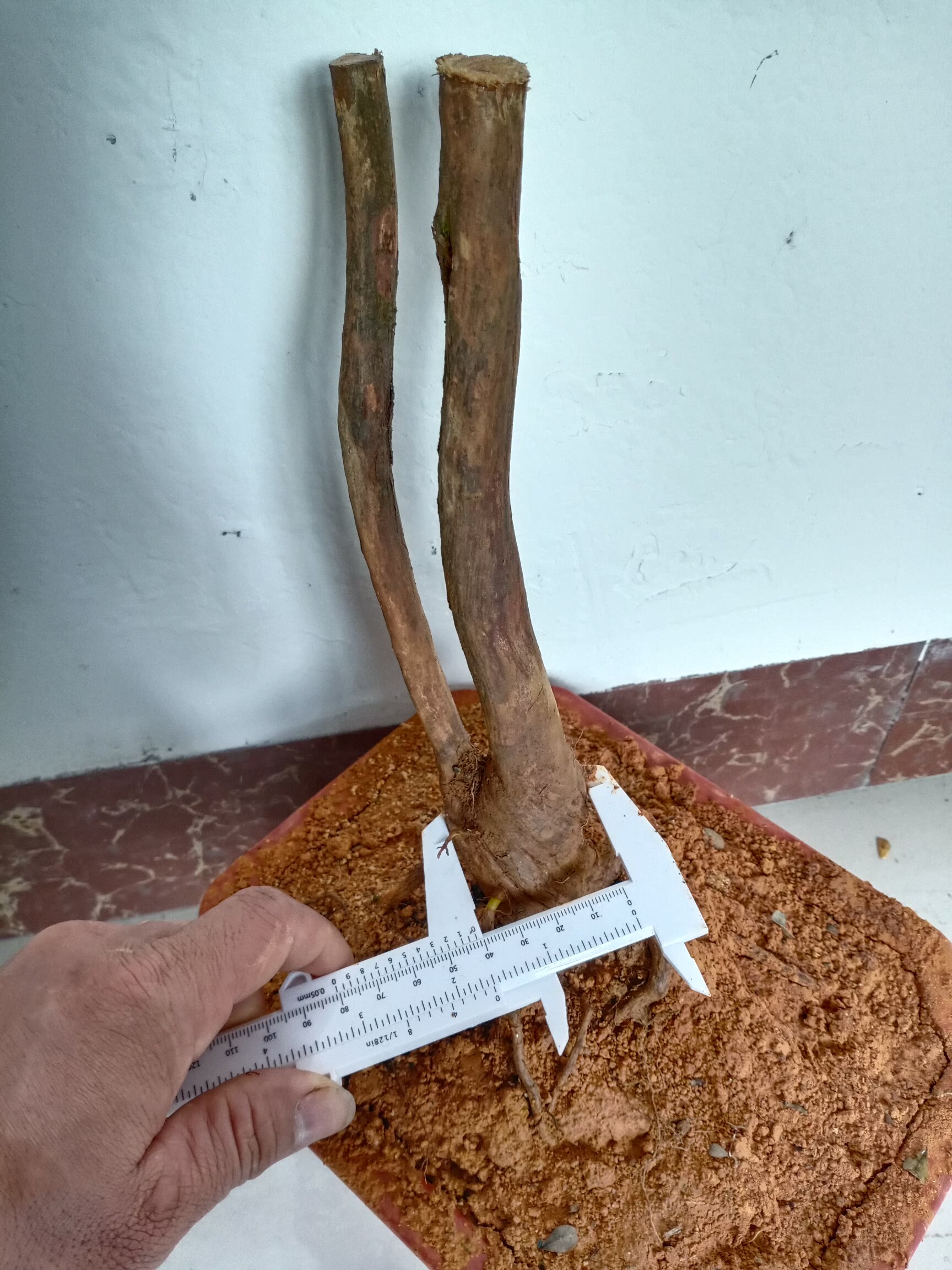 4公分头,小叶山格木