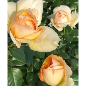 伊芙金伯爵月季欧月灌木月季阳台植物四季开花浓香月季大花月季露