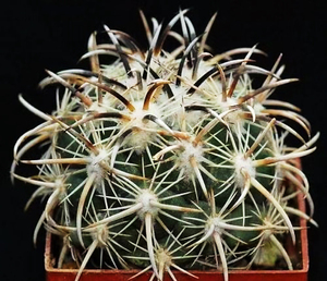 仙人球种子 顶花球属 凤舞种子:20粒20元,24年5月27