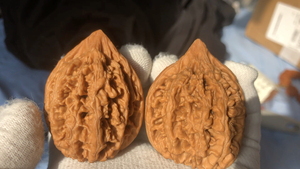 个人收藏文玩核桃:野生九龙筋,鸭嘴兽.自然光拍摄,非专业拍摄