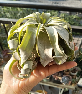 大 墨西哥电烫卷 墨卷 空气凤梨 要开花