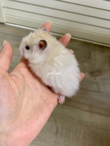 卷毛黄波利妹妹家养金丝熊