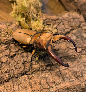 幼虫预定|鸡冠细身赤锹(亲代53mm大体型)