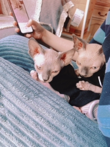 帅气斯芬克斯无毛猫妹妹 长大了就是比鲁斯大人 已2个月 特粘