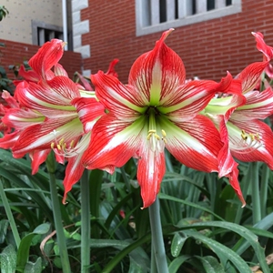 特价5个种球对红国产朱顶红福建女王花色如图室内外好养