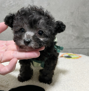 茶杯体飞耳灰泰迪弟弟,两个月一丢丢大,自然飞耳疫苗一针有疫苗