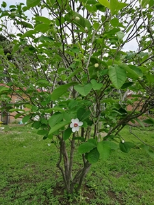 沈阳最大20多年天女木兰树,自然驯化,树型正,花开满园芳香高