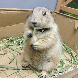 黑尾土拨鼠 宠物土拨鼠 进口黑尾土拨鼠 幼崽