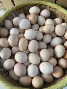 土鸡蛋江西泰和乌鸡蛋30个装,2.3元/个包邮 30个起购