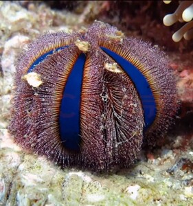 蓝礼服海胆观赏海胆海缸除藻海胆感兴趣的话点"我想要"和我私聊