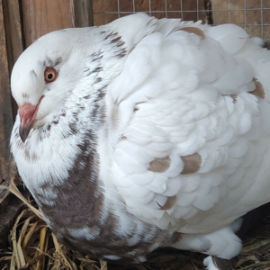 元宝鸽子,大种鸽子,圆环鸽子2斤多重的鸽子,观赏鸽,肉鸽养殖