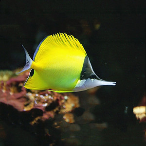 特价黄火箭鱼~观赏深海鱼～顺丰空运