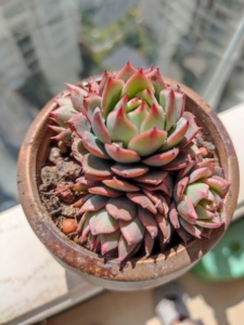 多肉植物小贵货林杰安娜四头群生,控养的,冠幅不大,全状态红色