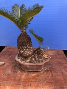 日本白鳞铁树盆景.   白鳞铁