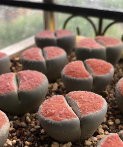 多肉生石花冰橙朱唇