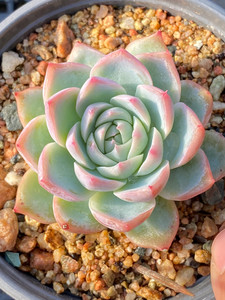 一物一拍,加勒比海蓝木桩多肉植物