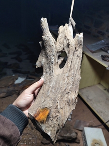 贡木沉香原木,天然摆件,龙鳞满结香,适合做摆件,2.3斤,高