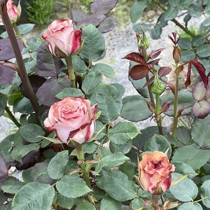 卡布奇诺月季苗 带花苞cappuccino新品肯尼亚玫瑰咖啡