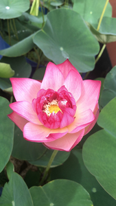 大唐芙蓉】观赏荷花苗藕苗根苗种藕盆栽藕碗莲0人付款32