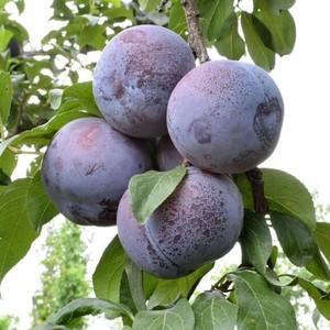 东北果树苗批发,黑霸王李子树苗3年苗买1送1第二年结果适合室