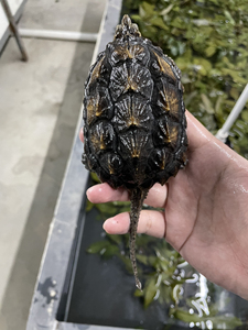 【大佛杂鳄龟】大佛杂鳄龟品牌,价格 - 阿里巴巴