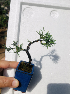 济州针柏,小品小精品,小薇盆景,指尖盆景,迎客造型,文人造型