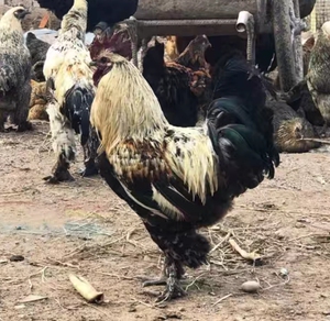 无量山乌骨鸡种蛋-淘宝拼多多热销无量山乌骨鸡种蛋货源拿货