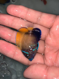 马鞍神仙 海水鱼 请咨询在拍请咨询有没有货,标价随机的,以鱼