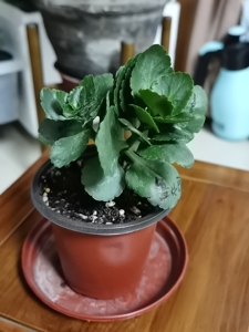 长寿花大苗.鲁比欧,达科塔,奶油,南朵,安娜公主,丽娜,印记