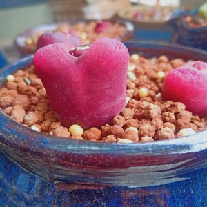 毛汉尼大母本,带0.8的大种夹,最近控水没浇!