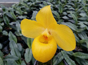 杏黄兜兰(金童兜)