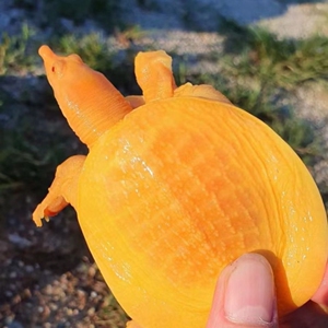 红眼金身黄金鳖黄金苗水鱼王八白化变异山瑞红眼睛深水黄金甲鱼