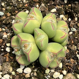 大型红边少将 巨将10头肉锥花番杏科多肉植物 品相如图,盆径