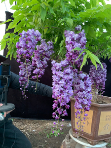 日系紫藤~八重黑龙多年盆景老桩,小苗专卖!