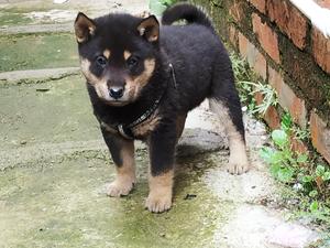 中华田园犬四眼狗