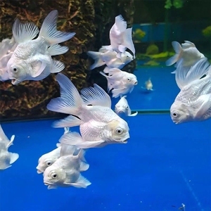 蝴蝶鲤狮子头