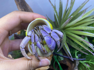 退坑出所有里拉寄居蟹,淡蓝色,实物比照片好看,两只包邮,不包