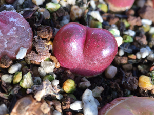 吕氏红宝石肉锥