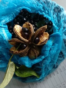 芍药种子,东北抗寒芍药花.一元一粒,满50包邮.