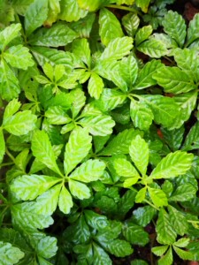 七叶绞股蓝,南方人参,买一送二,发货发三棵哦!没见过这么便宜