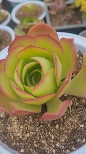 韩货加州香炉盘法师稀有精品一物一拍多肉植物,满68包邮