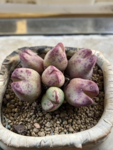 多肉肉锥,少将杂交不知名,胖嘟嘟的猪蹄子,6头288元,肚子