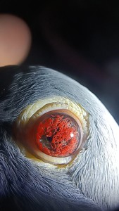 大红砂鸽子眼睛图片