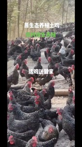 活鸡散养鸡走地鸡配送深圳、东莞、广州、珠海、佛山、惠州，三小