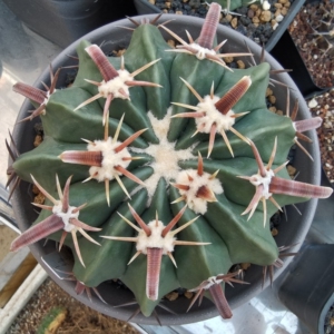 豪刺凌波仙人球